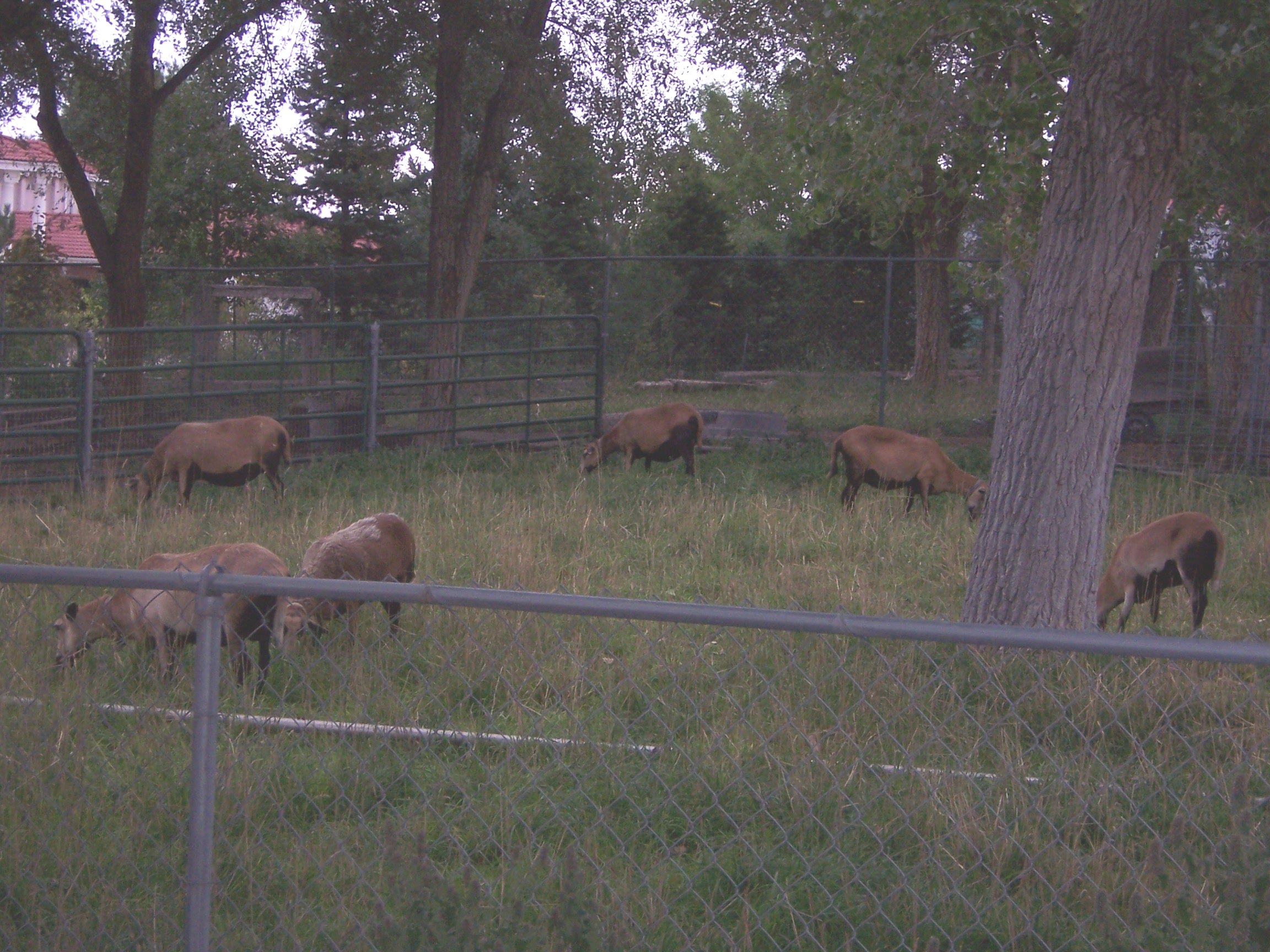 Sheep in Green Irrigated Pastures